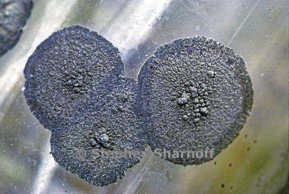 lichens glass bottle 2 graphic